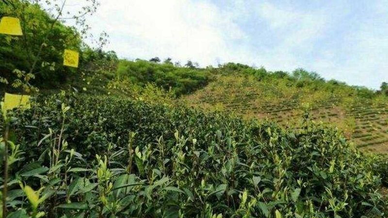 农资短视频如何精准获客，四大策略助你一臂之力