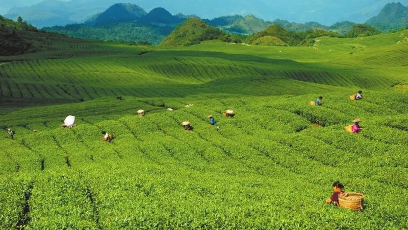 粮食种植土壤要求规范：从基础到实践指南