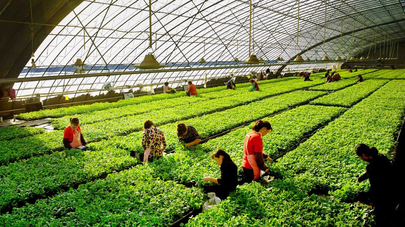 打造现代农业观光园：设计方案关键要素解析