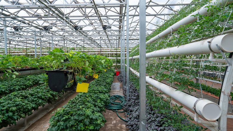有机蔬菜家庭种植加盟，揭秘家庭农场主的绿色致富之路**