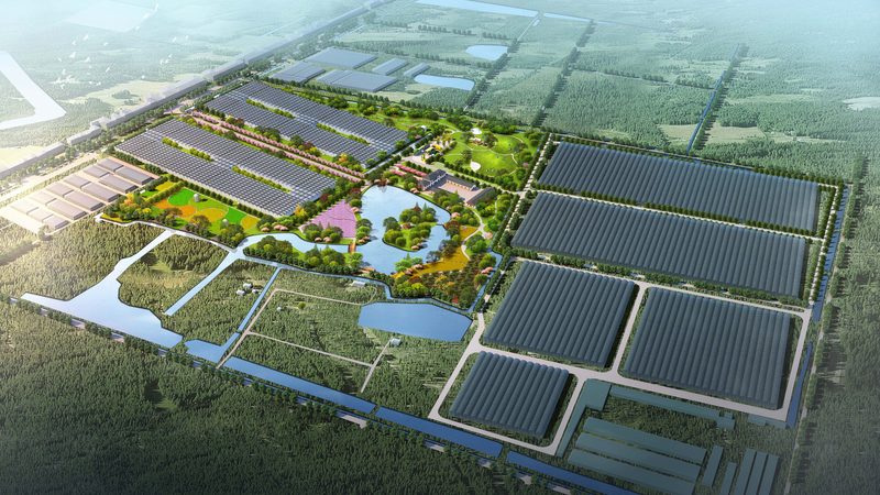 无土栽培与土培：两种种植方式的对比解析