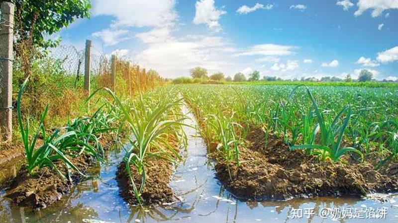 农产品分拣配送参数配置指南