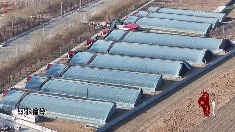 连栋玻璃温室大棚：揭秘其背后的技术与优势